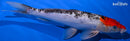 11.75" DOITSU GOSHIKI
