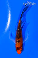 4.25" GINRIN HI SHOWA BUTTERFLY