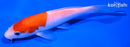 5.25" KOHAKU