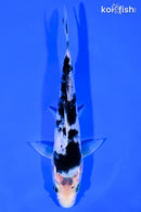 6.25" SHIRO UTSURI