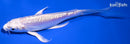 5.5" DOITSU PLATINUM OGON BUTTERFLY