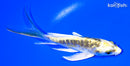 5" KIN KIKOKURYU BUTTERFLY