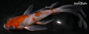 7.5" OCHIBA SHIGURE BUTTERFLY