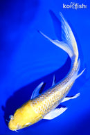 7" GINRIN YAMABUKI OGON BUTTERFLY
