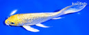 7" GINRIN YAMABUKI OGON BUTTERFLY