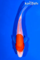 5.25" KOHAKU