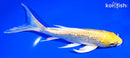 7" GINRIN YAMABUKI OGON BUTTERFLY