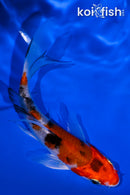 4.25" YAMATO NISHIKI BUTTERFLY