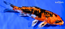 6.75" BENI KIKOKURYU