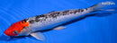 11.75" DOITSU GOSHIKI
