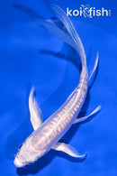 5.5" DOITSU PLATINUM OGON BUTTERFLY