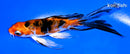 5" HEISEI NISHIKI BUTTERFLY
