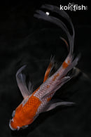7.5" OCHIBA SHIGURE BUTTERFLY