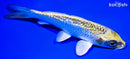 5.75" GINRIN KUJAKU