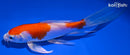 5.75" HARIWAKE BUTTERFLY