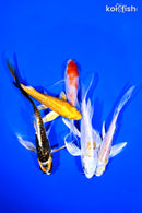 PACK OF (5) 4-5" BUTTERFLY KOI