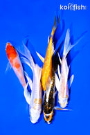 PACK OF (5) 4-5" BUTTERFLY KOI