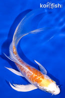 5.25" ARAGOKE HARIWAKE BUTTERFLY