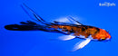 5" HEISEI NISHIKI BUTTERFLY