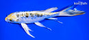 7.75" ARAGOKE KINKIKOKURYU BUTTERFLY