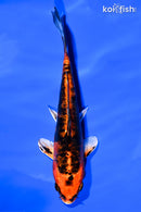 6.75" BENI KIKOKURYU