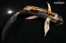 8" BENI KIKOKURYU BUTTERFLY
