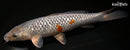 9.25" GINRIN METALLIC OCHIBA SHIGURE