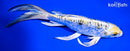 7.75" ARAGOKE KINKIKOKURYU BUTTERFLY