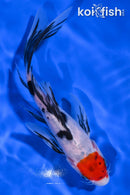 6.5" SANKE BUTTERFLY