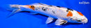 7" YAMATO NISHIKI