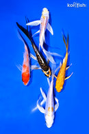 PACK OF (5) 4-5" BUTTERFLY KOI