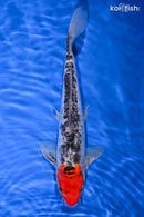 11.75" DOITSU GOSHIKI
