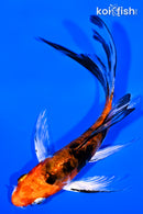 5" HEISEI NISHIKI BUTTERFLY