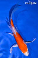 5.75" HARIWAKE BUTTERFLY