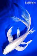 8.25" PLATINUM OGON BUTTERFLY