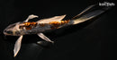 8" BENI KIKOKURYU BUTTERFLY