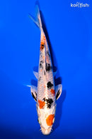 7" YAMATO NISHIKI