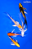 PACK OF (5) 4-5" STANDARD KOI