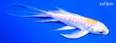 5.5" DOITSU LEMON HARIWAKE BUTTERFLY