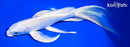 8.25" PLATINUM OGON BUTTERFLY