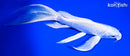 8.25" PLATINUM OGON BUTTERFLY