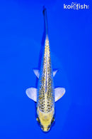 5.75" GINRIN KUJAKU