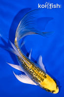 5.25" GINRIN KUJAKU BUTTERFLY