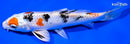 7" YAMATO NISHIKI