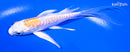 5.5" DOITSU LEMON HARIWAKE BUTTERFLY