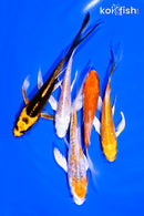 PACK OF (5) 4-5" STANDARD KOI
