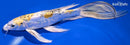 10.75" KIN KIKOKURYU BUTTERFLY