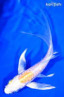 5.5" DOITSU LEMON HARIWAKE BUTTERFLY