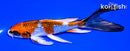 5.75" GINRIN KUAJKU BUTTERFLY