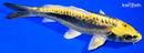 6.75" KIN KIKOKURYU